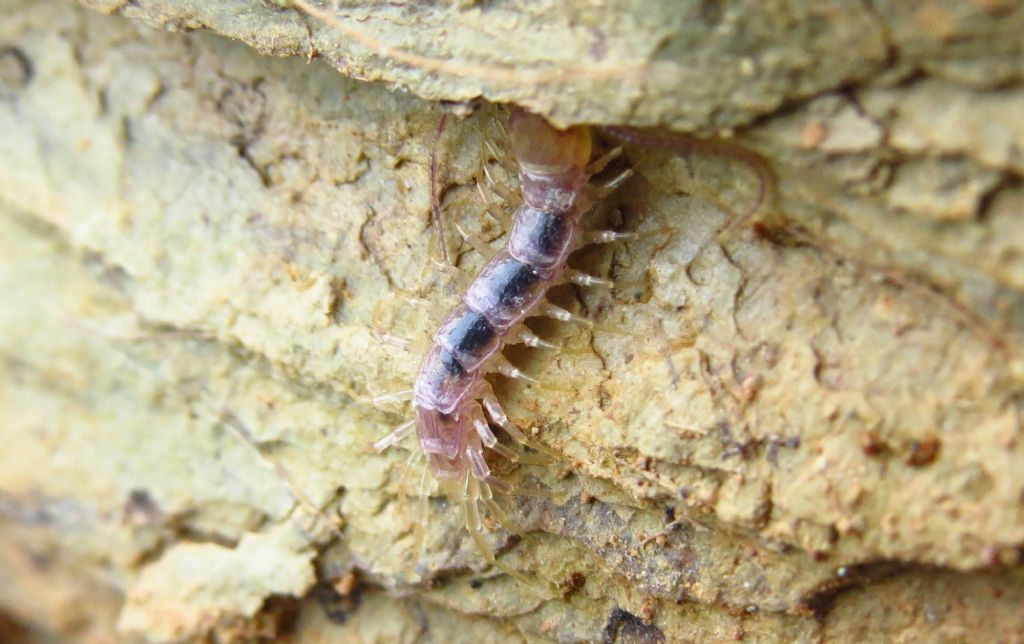 ID Quilopoda
